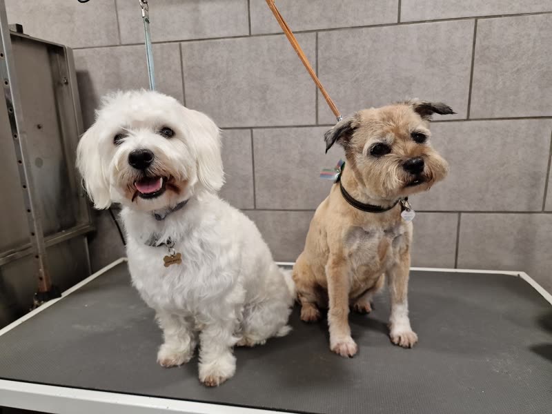 Two freshly groomed dogs, a white Bichon type and a border terrier, sitting side by side on the grooming table