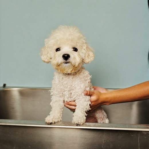A small dog being bathed and lathered in a grooming bath