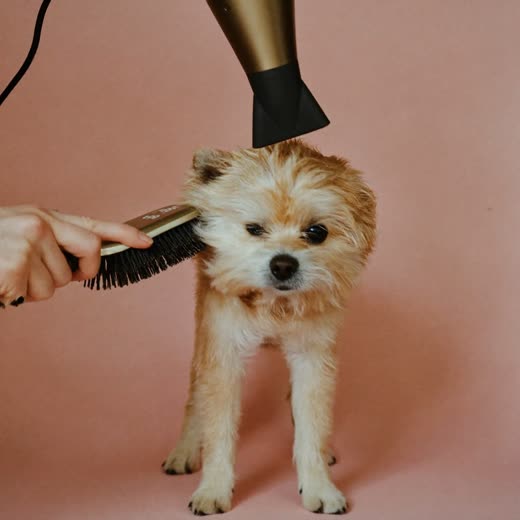A small dog being brushed and blow dried after a bath